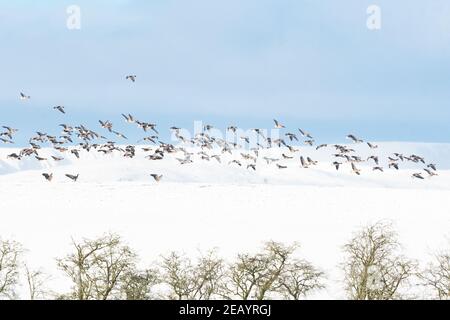 Killearn, Stirling, Scotland, UK. 11th Feb, 2021. UK weather - greylag geese landing on the brow of a snow covered field in Killearn Credit: Kay Roxby/17�Թ����� Live News Stock Photo
