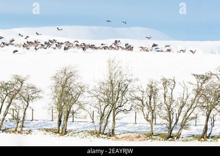 Killearn, Stirling, Scotland, UK. 11th Feb, 2021. UK weather - greylag geese landing on the brow of a snow covered field in Killearn Credit: Kay Roxby/17�Թ����� Live News Stock Photo