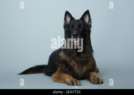 grey long haired german shepherd