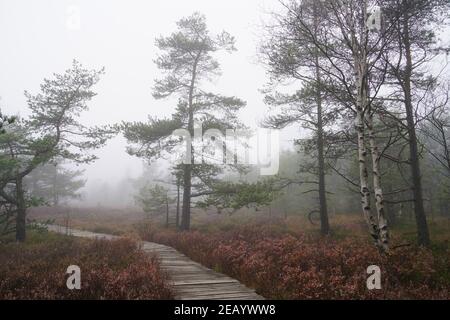 Black Moor In The Bavarian Rhön In Autumnal Foggy Misty Morning, Boardwalk, Safe Path Through The Bog Stock Photo