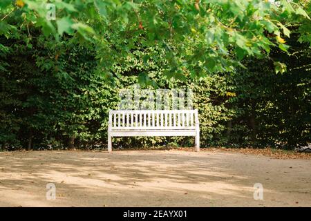 White wooden bench in park next to trimmed green bush on a sunny summer day Stock Photo