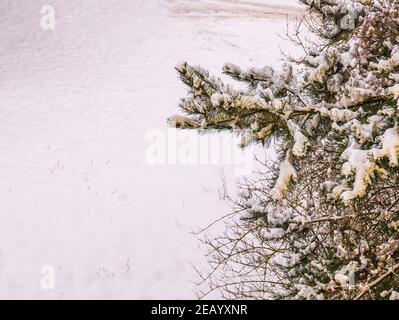 Snow with a yellow tint on pine branches in EU, thanks to the sand from the Sahara desert. Fine particles of sand are transmitted over long distances Stock Photo