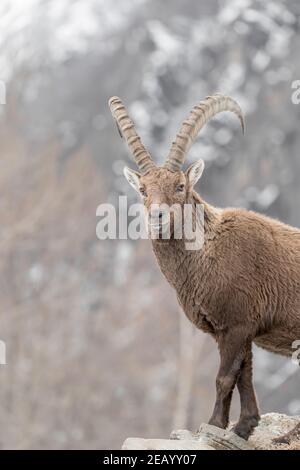 Fine art portrait of Alpine ibex male in winter season (Capra ibex) Stock Photo