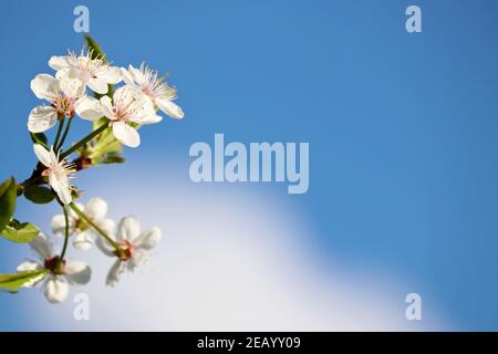 Cherry blossom in spring on background of blue sky and white cloud. Fresh flowers on a branch in a garden, soft colors Stock Photo