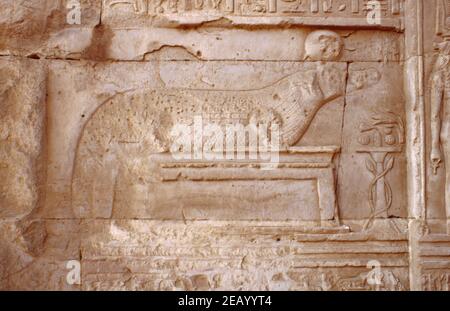 Temple 'sacred crocodile' relief in ancient Kom Obmo complex, Upper Nile Egypt. Archival scan from a slide. February 1987. Stock Photo