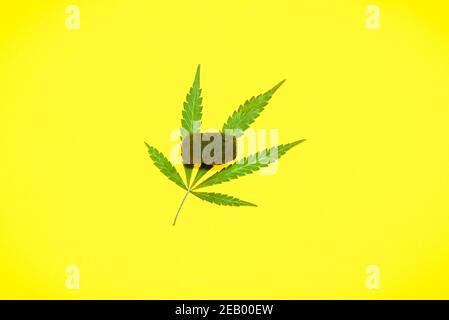 A piece of high quality hashish on marijuana leaf isolate on yellow background. Cannabis hash, way of consuming marijuana. Stock Photo