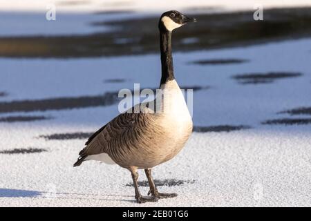 Lone wild Canada goose (Branta canadensis) walking on a frozen lake surface in winter in beautiful morning light Stock Photo