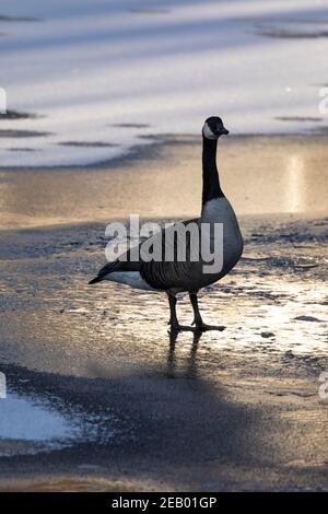 Lone wild Canada goose (Branta canadensis) walking on a frozen lake surface in winter in beautiful morning light Stock Photo