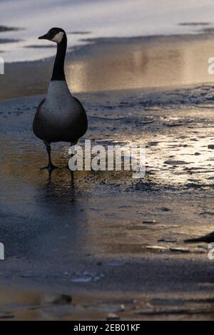 Lone wild Canada goose (Branta canadensis) walking on a frozen lake surface in winter in beautiful morning light Stock Photo