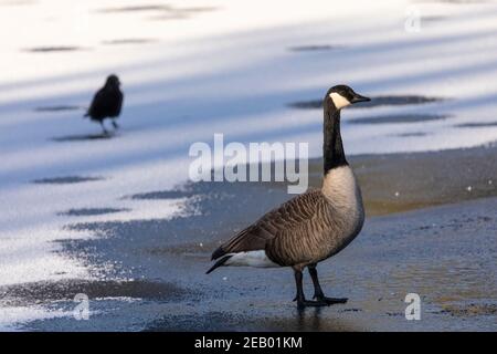 Lone wild Canada goose (Branta canadensis) walking on a frozen lake surface in winter in beautiful morning light Stock Photo