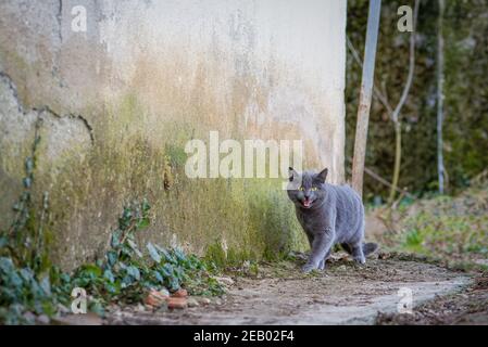 Angry grey color stray cat walking, female kitty walking and hissing Stock Photo