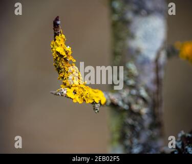 Close-up photo of a lichen on a tree, moss or lichen macro image Stock Photo