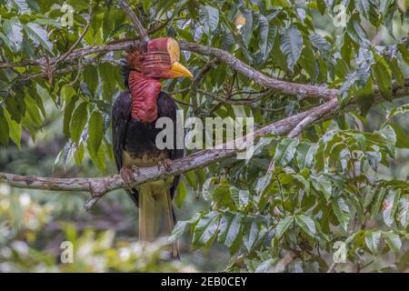 helmeted hornbill Rhinoplax vigil perch on a branch close up Stock Photo