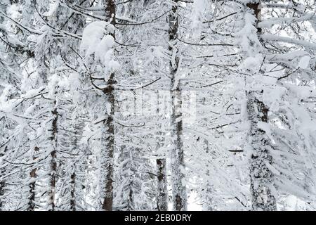 Dense forest with frozen branches. Winter atmosphere of forest travel, soft snow on trees Stock Photo