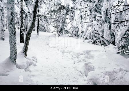 Narrow snow path in winter pine forest Stock Photo
