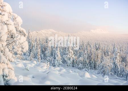 Winter landscape, frosty morning. Fir trees covered with snow and frost Stock Photo