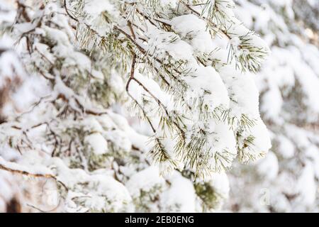 Thick pine branches with fluffy snow on branches. Winter forest in frost. Stock Photo