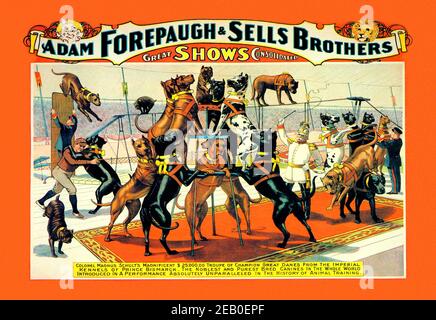 Troupe of Champion Great Danes: Adam Forepaugh and Sells Brothers Great Shows Consolidated 1900 Stock Photo