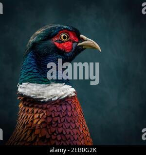 Ring Necked Pheasant portrait with textured background