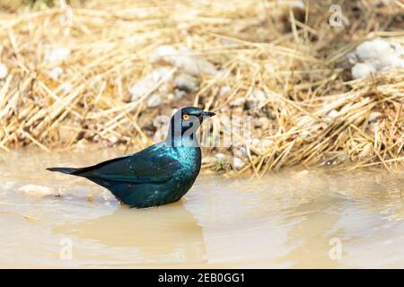 Cape Glossy Starling (Lamprotornis nitens) aka Red-shouldered Glossy Starling / Red-shouldered Starling enjpying a puddle of water in the road Stock Photo