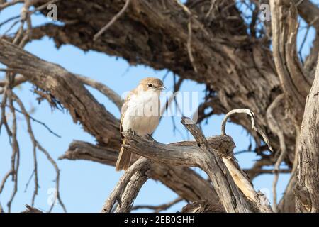 Marico Flycatcher (Bradornis mariquensis acaciae),  Kgalagadi Transfrontier Park, Kalahari, Northern Cape, South Africa Stock Photo