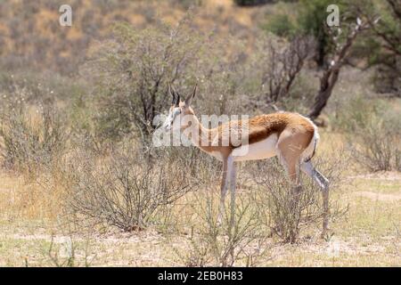 Springbok or Springbuck (Antidorcas marsupialis) browsing on Three Thorn bush, Kgalagadi Transfrontier Park, Kalahari, Northern Cape, South Africa Stock Photo