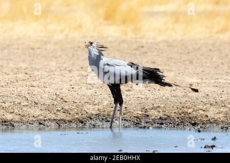 Secretarybird / Secretary Bird (Sagittarius serpentarius) drinking at waterhole Kgalagadi Transfrontier Park, Kalahari, Northern Cape, South Africa. Stock Photo