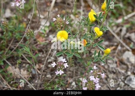 Argyrolobium zanonii yellow and orange flowers Stock Photo