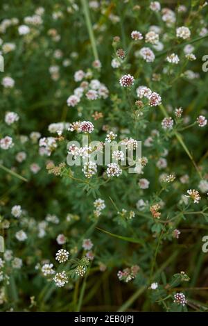 Dorycnium pentaphyllum white inflorescence Stock Photo