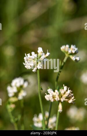 Dorycnium pentaphyllum white inflorescence Stock Photo