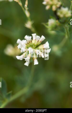 Dorycnium pentaphyllum white inflorescence Stock Photo