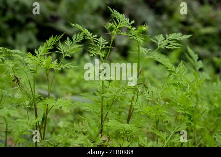 Aethusa cynapium, fool's cicely, or fool's parsley, poison parsley is a grass flower wild plant Stock Photo
