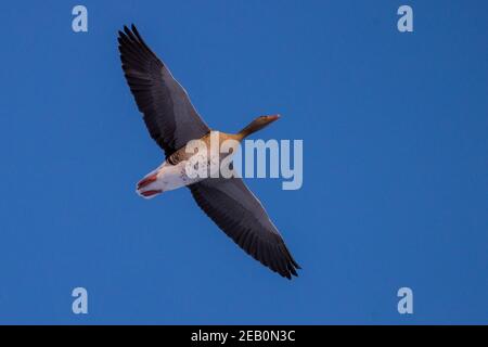 11 February 2021, Bavaria, Nuremberg: A goose flies in the evening sun. Photo: Daniel Karmann/dpa Stock Photo