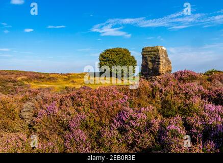 The Cork Stone and purple heather in late August on Stanton Moor near Bakewell in the Peak District National Park Derbyshire Dales England UK Stock Photo