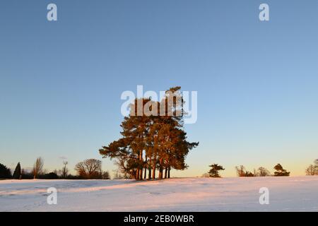 A beautiful pine clump in historic Knole park, Sevenoaks, Kent during a beast from the east Feb 2021, with snow and crisp clear blue sky, slanting sun Stock Photo