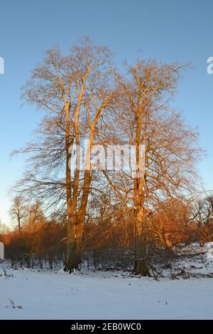 Historic Knole House and park, a Tudor landmark in Sevenoaks, Kent, in February 2021 during a 'beast from the east' on a crisp freezing day with snow Stock Photo