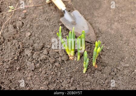 Young daffodil (Narcissus) flower plant transplanted into garden soil with a gardening tool. Top view. Stock Photo