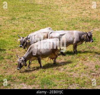 Cows in the mountains in the Trentino Alto Adige region, north Italy. In the background the Summer mountain landscape. Stock Photo