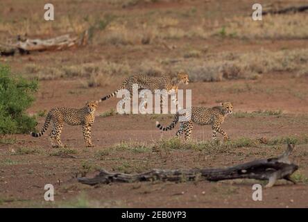 Cheetah (Acinonyx jubatus jubatus) female walking in evening light with cubs Kruger NP, South Africa          November Stock Photo