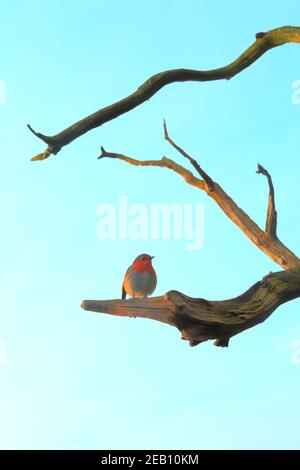 Robin perching on the branch of dead tree Stock Photo