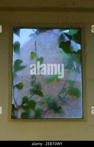 Window covered by ivy on a rainy Stock Photo