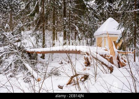 Secular old giant pine tree trunk covered by the snow fallen on the path after heavy snowfall in a park or forest in winter Stock Photo