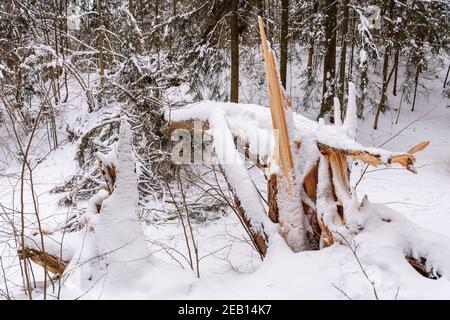 Secular old giant pine tree trunk covered by the snow fallen on the path after heavy snowfall in a park or forest in winter Stock Photo