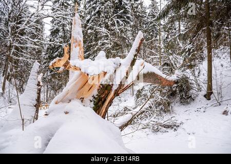 Secular old giant pine tree trunk covered by the snow fallen on the path after heavy snowfall in a park or forest in winter Stock Photo