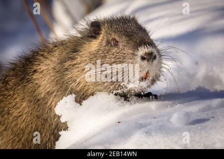 Haltern-am-See, NRW, Germany. 11th Feb, 2021. One of the little coypu babies digs around in the snow to nibble on acorns and twigs. The family of coypus (Myocastor coypus), also known as nutria or beaver rats, mum and her now five months old babies, all seem to have survived the recent snow storms well and are clearly enjoying the beautiful sunshine and warmer temperatures today. The animals have first been spotted around Haltern lake last year. Credit: Imageplotter/Alamy Live News Stock Photo