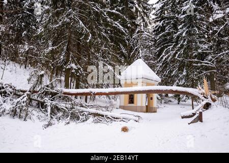 Secular old giant pine tree trunk covered by the snow fallen on the path after heavy snowfall in a park or forest in winter Stock Photo