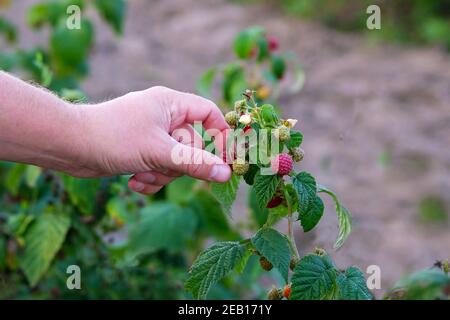 Picking bright raspberries on farm. Farmer hand picking raspberries in autumn season.