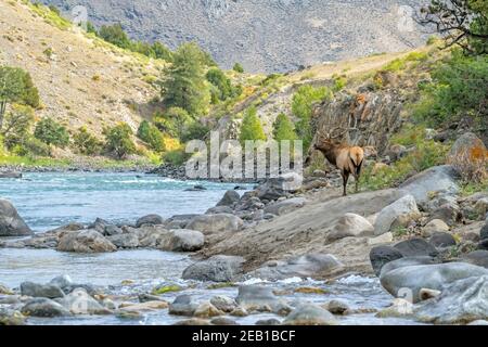 Bull Elk (Cervus canadensis). Yellowstone National Park, Wyoming, USA. Stock Photo