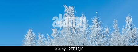 Horizontal banner from snow covered trees against clear blue sky. Winter nature background. Stock Photo