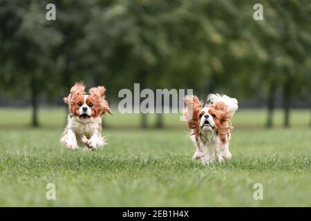 Two young cavalier king charles spaniel dogs are running and jumping together on green grass at nature. Stock Photo